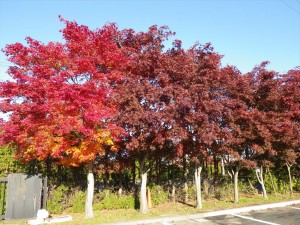 10/23　ノムラモミジ２